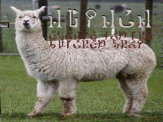 Alpaca :: Escape for the Butchers Shop