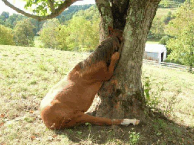 Das Pferd am Herd 16