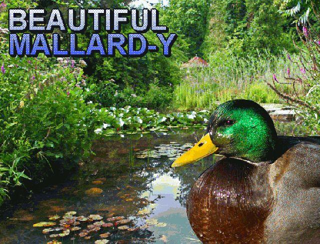 Beautiful Mallard-y